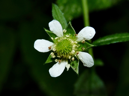 {Geum canadense}